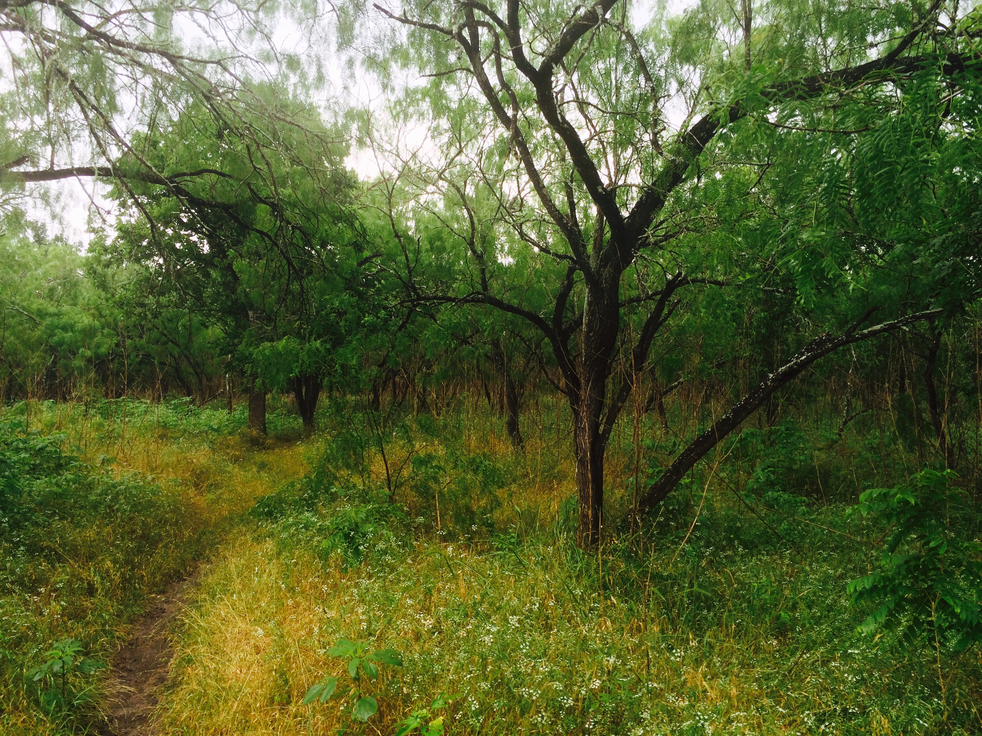 60 Hikes Within 60 Miles San Antonio and Austin, Charlie Llewellin, hiking in Austin,