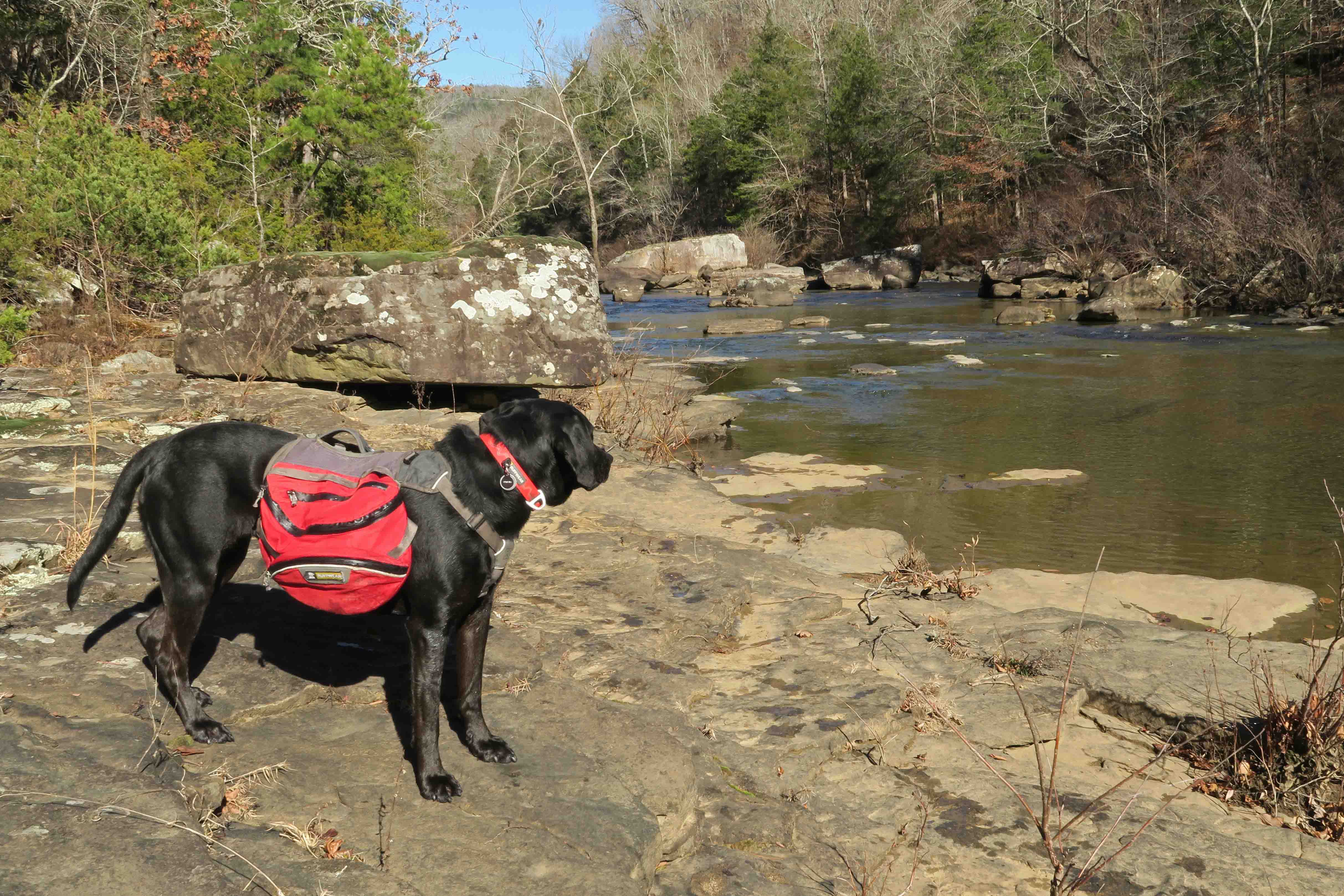 Five-Star Trails: The Ozarks, Hurricane Creek, Jim Warnock, Hiker-dog