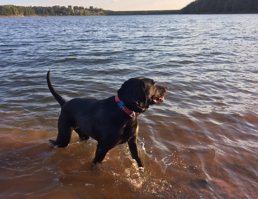 Five-Star Trails: The Ozarks, Jim Warnock, Hiker-dog, hiking in the Ozarks