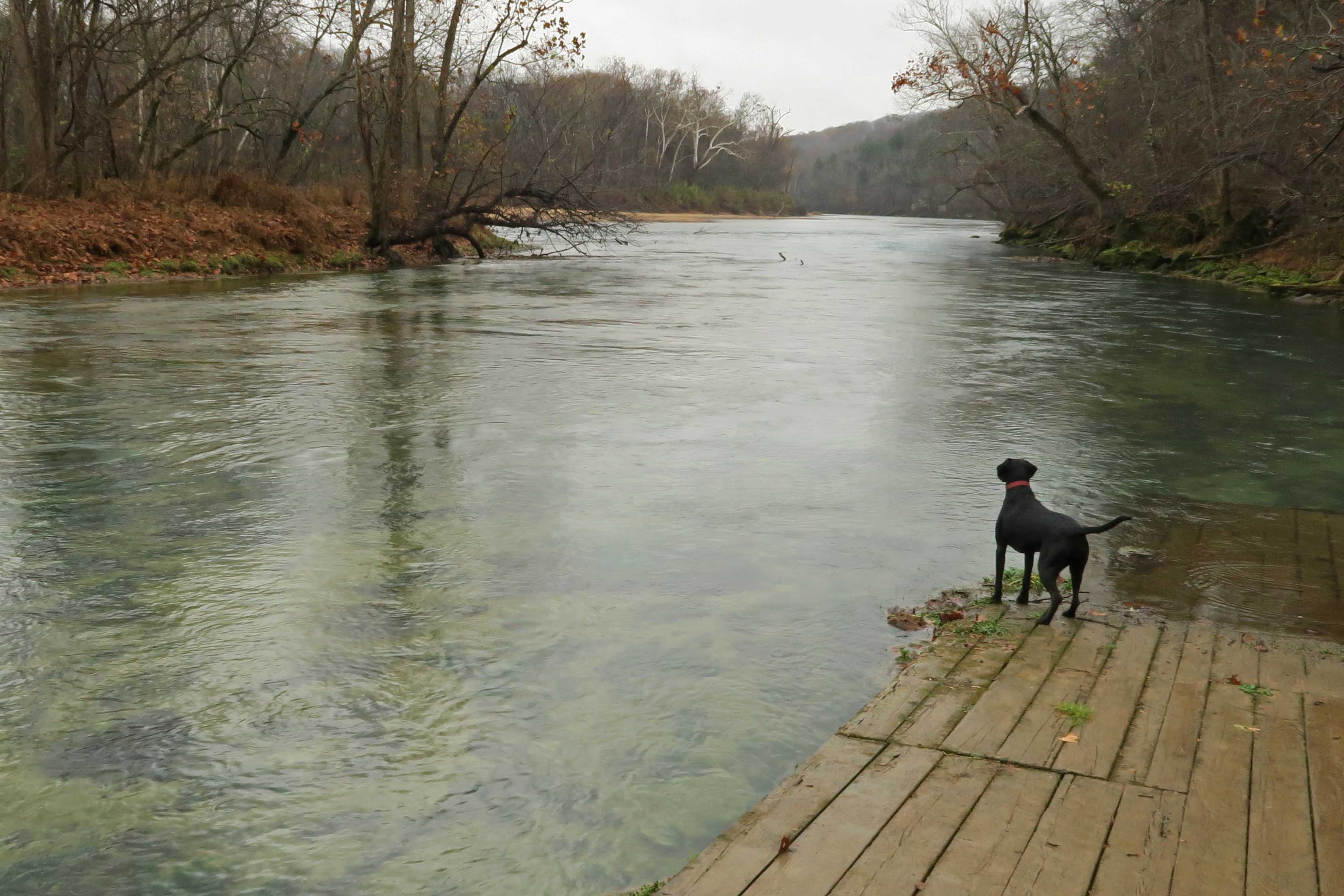 Five-Star Trails: The Ozarks, Jim Warnock, Hiker-dog, hiking in the Ozarks