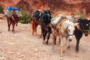 Exploring Havasupai, Greg Witt, bucket list vacations, Havasu,