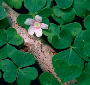 Wildflowers of the Appalachian Trail, wildflowers, 