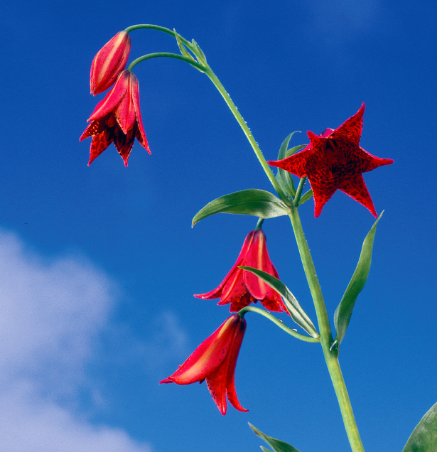 Wildflowers of the Appalachian Trail, wildflowers,