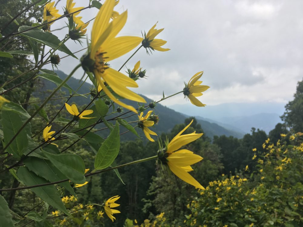 Mindful hiking, Menasha Ridge Press, hike mindfully