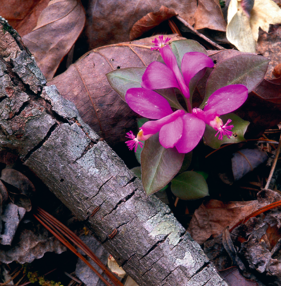 Wildflowers of the Appalachian Trail, Appalachian Trail, hiking the AT