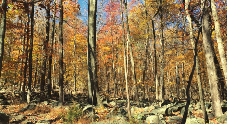 60 Hikes Within 60 Miles: Philadelphia, Lori Litchman, best fall hikes near Philadelphia