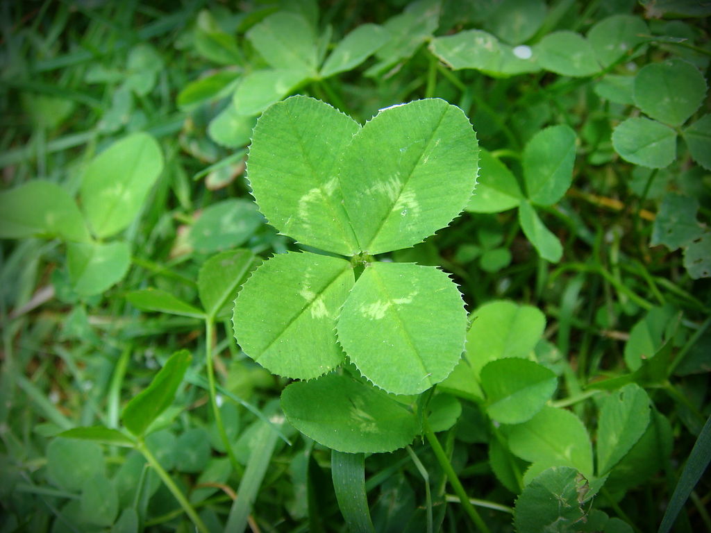 How to find a shamrock, Menasha Ridge Press