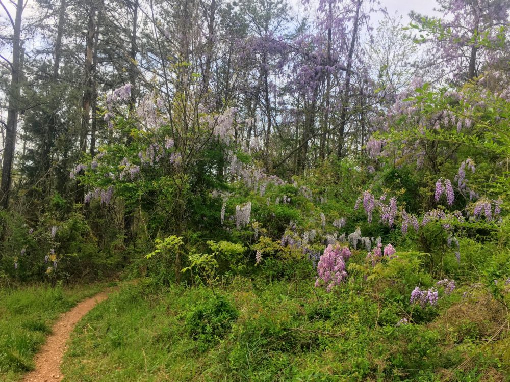 Earth Day 2018, Menasha Ridge Press, Conservation Alliance, #wekeepitwild