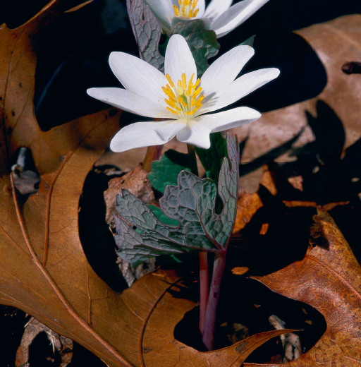 wildflowers of the appalachian trail, menasha ridge press