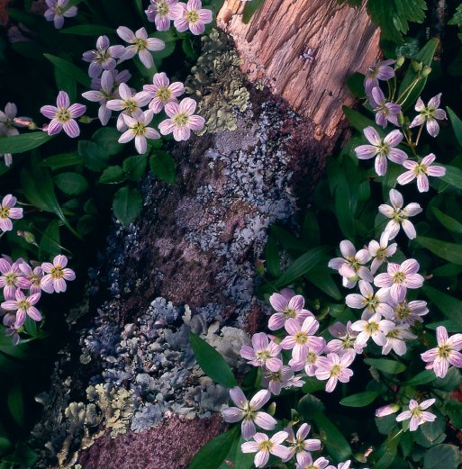 wildflowers of the appalachian trail, menasha ridge press